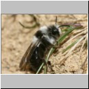 Andrena cineraria - Sandbiene w04d mit Stylops.jpg
